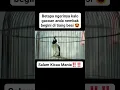 Download Lagu Tembakan jalak suren panjang#jalaksuren#viralvideo#shortsvideo#fypシ゚viral #kicaumaniaindonesia
