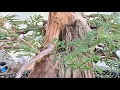 Download Lagu Bonsai Process Redwood Yamadori #create Download Lagu Bonsai Process Redwood Yamadori #create