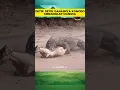 Download Lagu Detik Detik Ganasnya Komodo Menangkap Mangsa #hewanliar #animals #hewanberbahaya @chacha9_tv