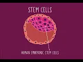 Introduction to STEM CELLS BBC BITESIZE KS3 Biology