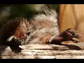 Rochester Hills Animal Exclusion 248 667-7796