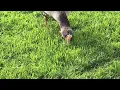 Geese Eat Grass