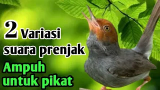 prenjak jantan ngacor dengan dua variasi suara pikat prenjak kepala merah
