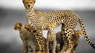 cheetah m t k n documentary subtitled