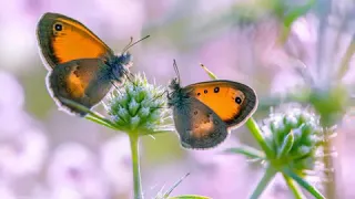 أسماء الله الحسنى بصوت محمد الفيومي وبطانته 