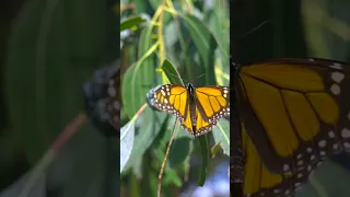 See Western Monarchs This Winter Monarchs 