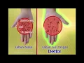 TVC Dettol Hand Wash 15 secs (2.0)