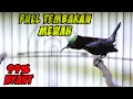 Download Lagu PANCINGAN konin gacor FULL TEMBAKAN suara TAJAM mantab cocok untuk MASTERAN murai batu