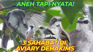 aneh tapi nyata 3 burung ini selalu bersama burung opior trucukan kutilang
