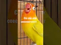 cik cik cikk ceeeeerrrrr