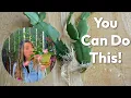 Easiest Way to Propagate Christmas Cactus It Works