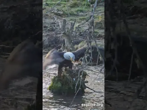 Eagle Catches Enormous Salmon on Bear Cam