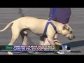 Terre Haute Humane Society hosts Clear the Shelters pet adoption event