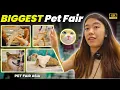 Download Lagu What Makes This Chinese Pet Exhibition So MASSIVE?