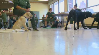 Puppies Behind Bars program gives inmates dogs a new leash on life