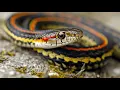 How Do You Treat A Garter Snake Bite
