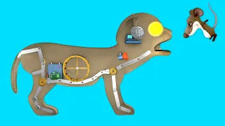 How a cat works - Funny Cat Anatomy