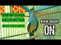 Download Lagu AMPUH SUARA KACER BETINA MERAYU KACER JANTAN BIKIN GACOR !! PANCINGAN KACER GACOR PASTI NYAUT AMPUH.