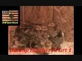 Dunlap Hatchery chicks 2016 1 week old part 1