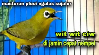 Download Suara Pleci Ngalas Sejalur Wit Wit Ciw Manggil Lawan MP3