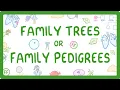 GCSE Biology - Family Trees Family Pedigrees exams