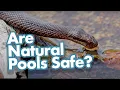 Are Natural Pools Safe Natural Pool FAQ Answered