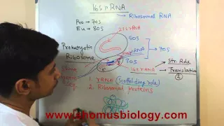 Download 16s rRNA MP3