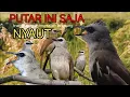 Download Lagu truckan gacor TARUNG ROPEL PANJANG pancingan trucukan agar bunyi jadikan burung trucuk