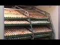 Cackle Hatchery For Meat Birds