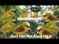 Download Lagu suara pikat burung pleci ribut paling ampuh !