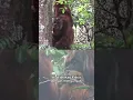 Download Lagu Kata ahli soal Orang Utan bisa sembuhkan luka sendiri