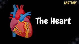 Anatomy of the Heart - External Internal Structures