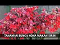 Download Lagu Tanaman ini memiliki nama unik yaitu Bunga Nona Makan Sirih | BUTANI CHANNEL