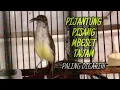 Download Lagu Masteran Besetan Tajam‼️Pijantung Pisang Gacor Mbeset Ngekek Paling Dicari Juri | @kicautembak