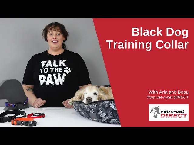 Black Dog Wear Training Collar