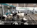 GEA Dairy Farming - GEA DairyRobot R9500 - Frank Boks