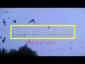 Download Lagu suara walet cepat menginap suara walet asli suara walet original bersih