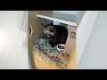 Pet Connection Applecrisp 4-2-20