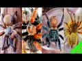 Download Lagu Wat is de BESTE Tarantula?!?!