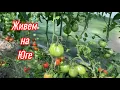 Download Lagu 608ч🏡01.07.25-Наши будни//Посадили картошку//Огород зарос//Ждем гостей//ст.Ивановская