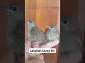 Lagu Suara Anakan Burung Ciung Air