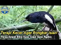 TERAPI BURUNG KACER AGAR BONGKAR ISIAN