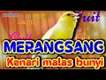 Download Lagu cuitan kenari untuk merangsang kenari malas bunyi | dijamin Langsung bunyi dan gacor