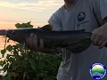Fishing for Connecticut Catfish