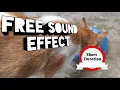 Download Lagu free animal eating sound effects - efek suara hewan lagi makan
