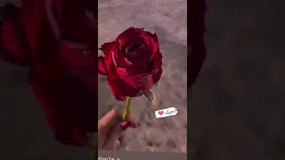 نغمة هادئة دندنها