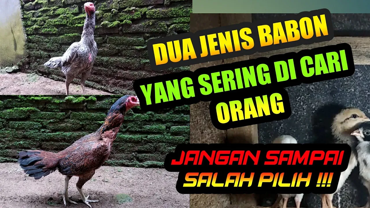 CARA MEMILIH AYAM  YANG BAGUS