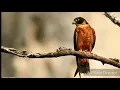 Download Lagu Suara asli ALAP ALAP MACAN masteran burung JAWARA