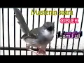 Download Lagu 1 jam full,ciblek kristal suara gacor NGebren lantang