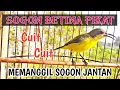 Download Lagu SOGON BETINA MEMANGGIL JANTAN ‼ PANCINGAN SOGON AGAR EMOSI NAIK BIRAHI #sogonbetinapikat